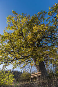 Low angle view of flowering tree against sky