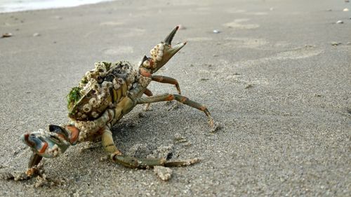 Close-up of crab on beach