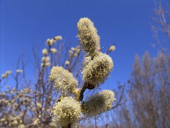 Low angle view of flowering plant against clear blue sky