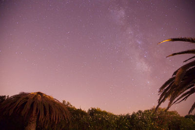 Low angle view of trees against clear sky at night