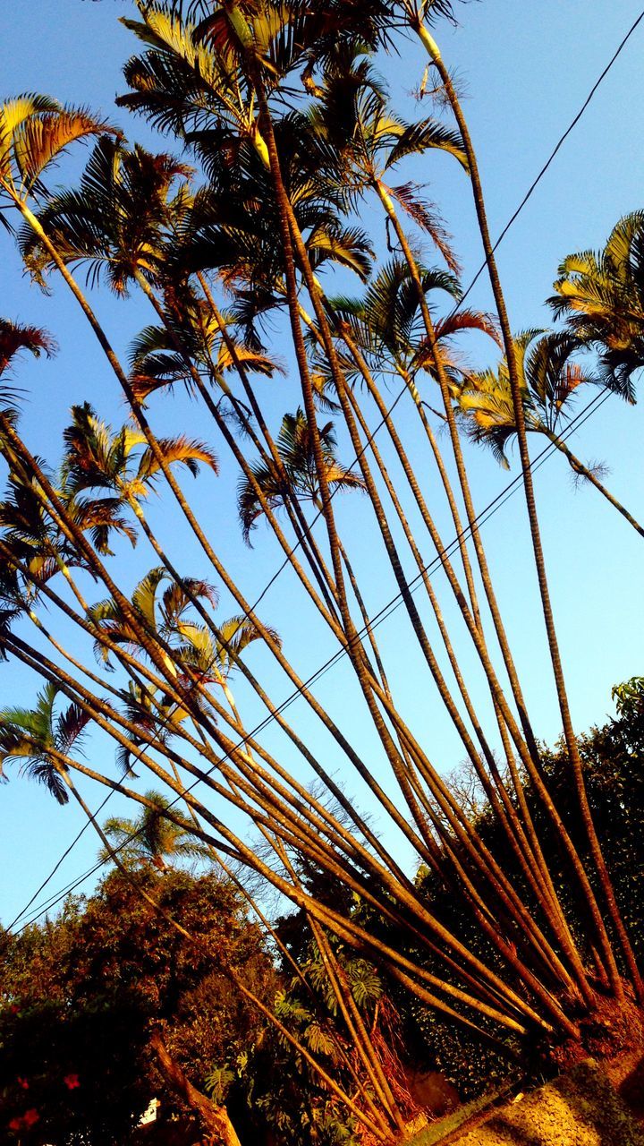 LOW ANGLE VIEW OF TREES AGAINST CLEAR SKY