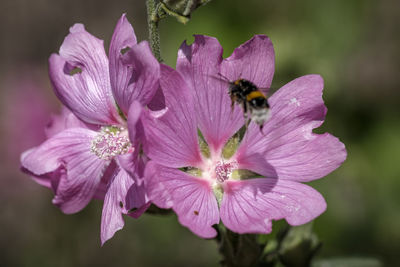 Close-up of bee pollinating on pink flower