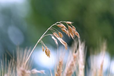 Close-up of stalks against blurred background