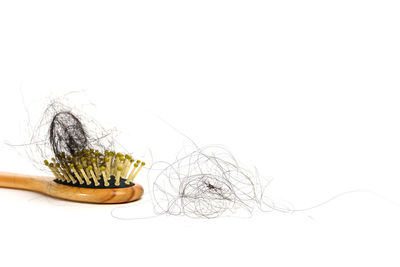 Close-up of plant against white background