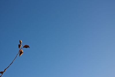 Low angle view of blue sky