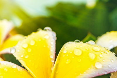 Close-up of wet yellow flower