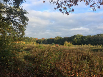 Scenic view of field against sky