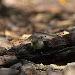 Close-up of bird perching on rock