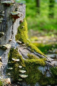 Close-up of moss growing on tree trunk