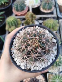 Close-up of cactus in flower pot