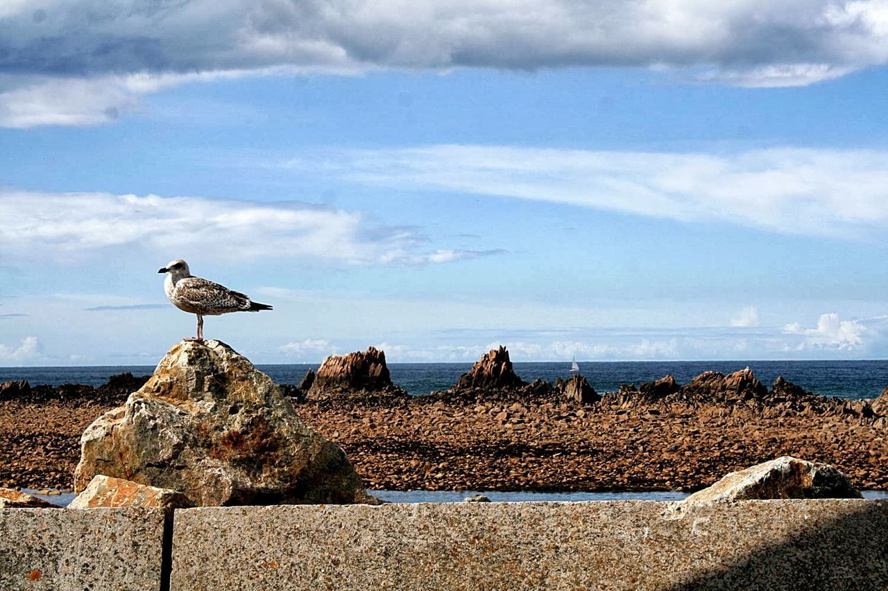 sea, sky, water, animal themes, beach, bird, horizon over water, animals in the wild, shore, wildlife, rock - object, tranquility, tranquil scene, nature, cloud - sky, scenics, one animal, beauty in nature, sand, cloud