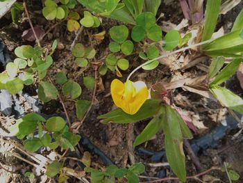 High angle view of small plant growing on field