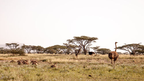 Horses in a field