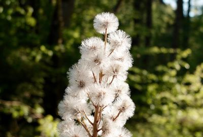 Close-up of white flowers