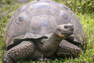 Close-up of turtle in field