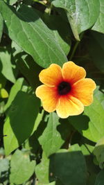 Close-up of yellow flower