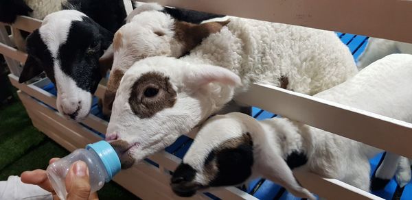 Close-up of hand holding sheep