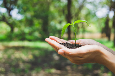 Close-up of woman holding sapling against grassy land