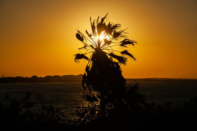 Silhouette tree against sky during sunset