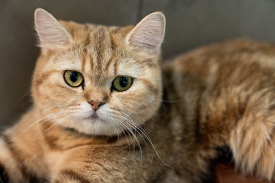 Close-up portrait of a cat