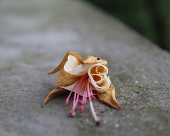 Close-up of butterfly