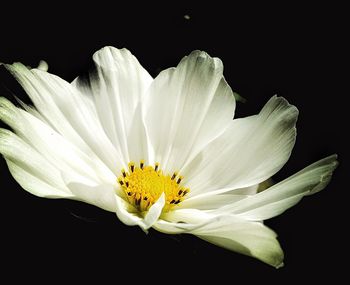 Close-up of white flower against black background