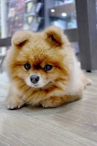 Portrait of dog relaxing at home