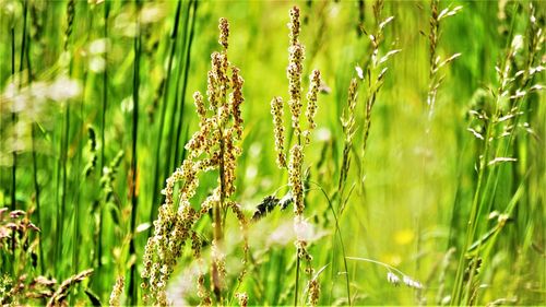 Close-up of crops growing on field