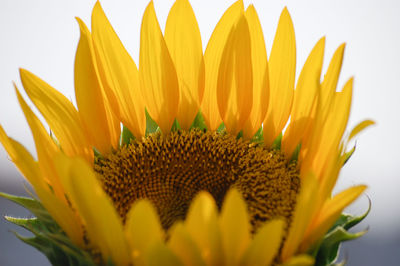 Close-up of sunflower against yellow background