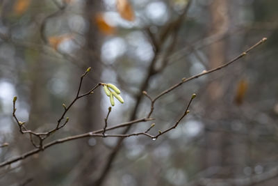 Close-up of a plant