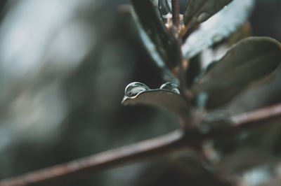 Close-up of water drops on plant