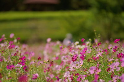 Close-up of pink flowering plants on field