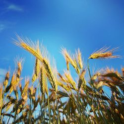 Close-up of wheat growing on field against clear blue sky