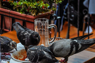 Close-up of bird eating food on table