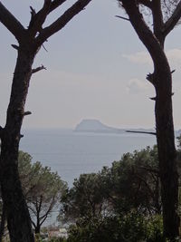 Trees by sea against sky