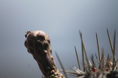 Close-up of lizard against clear sky
