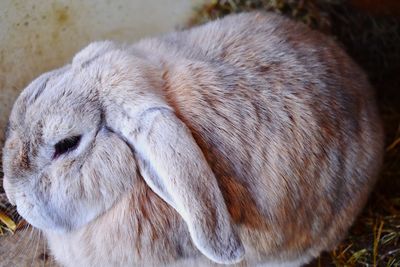 Close-up of a rabbit