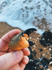 Close-up of hand holding crab