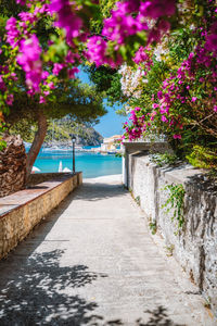 View of flowering plants by swimming pool
