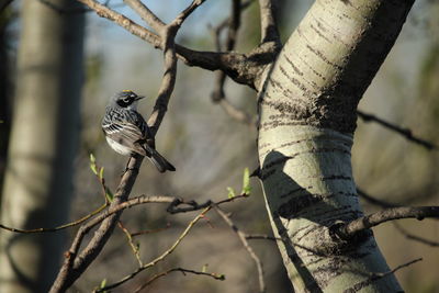 Close-up of bird perching on tree