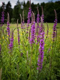 Close-up of purple flowering plants on field