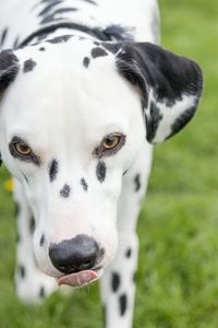 Close-up portrait of dog