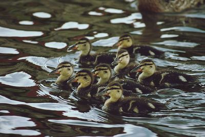 Ducks swimming in lake