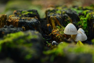 Close-up of mushrooms growing on field