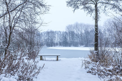 Bare trees on snow covered land