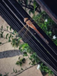 High angle view of insect on wood window