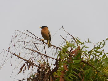 Bird perching on a tree