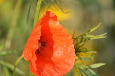 Close-up of wet red flower