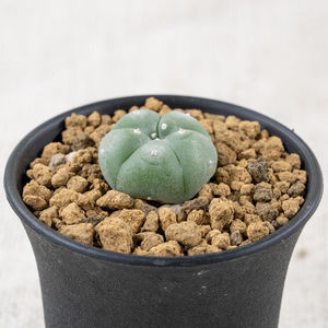 Close-up of potted plant