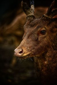 Close-up of deer, rusa timorensis